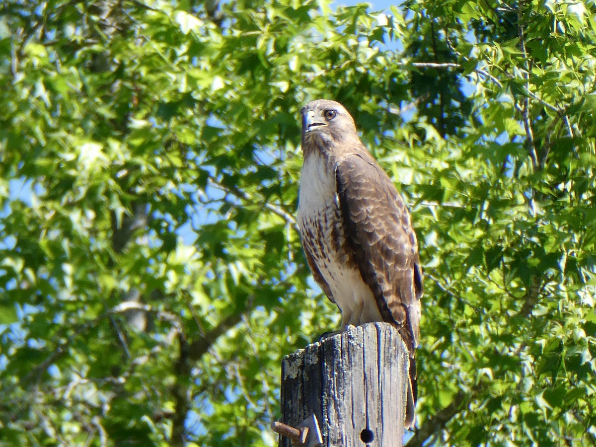 Red-tailed Hawk - ML618320950