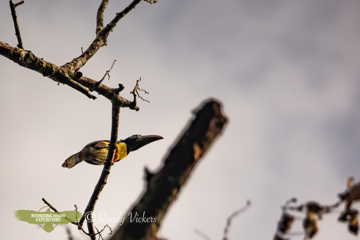 Lettered Aracari - Randy Vickers