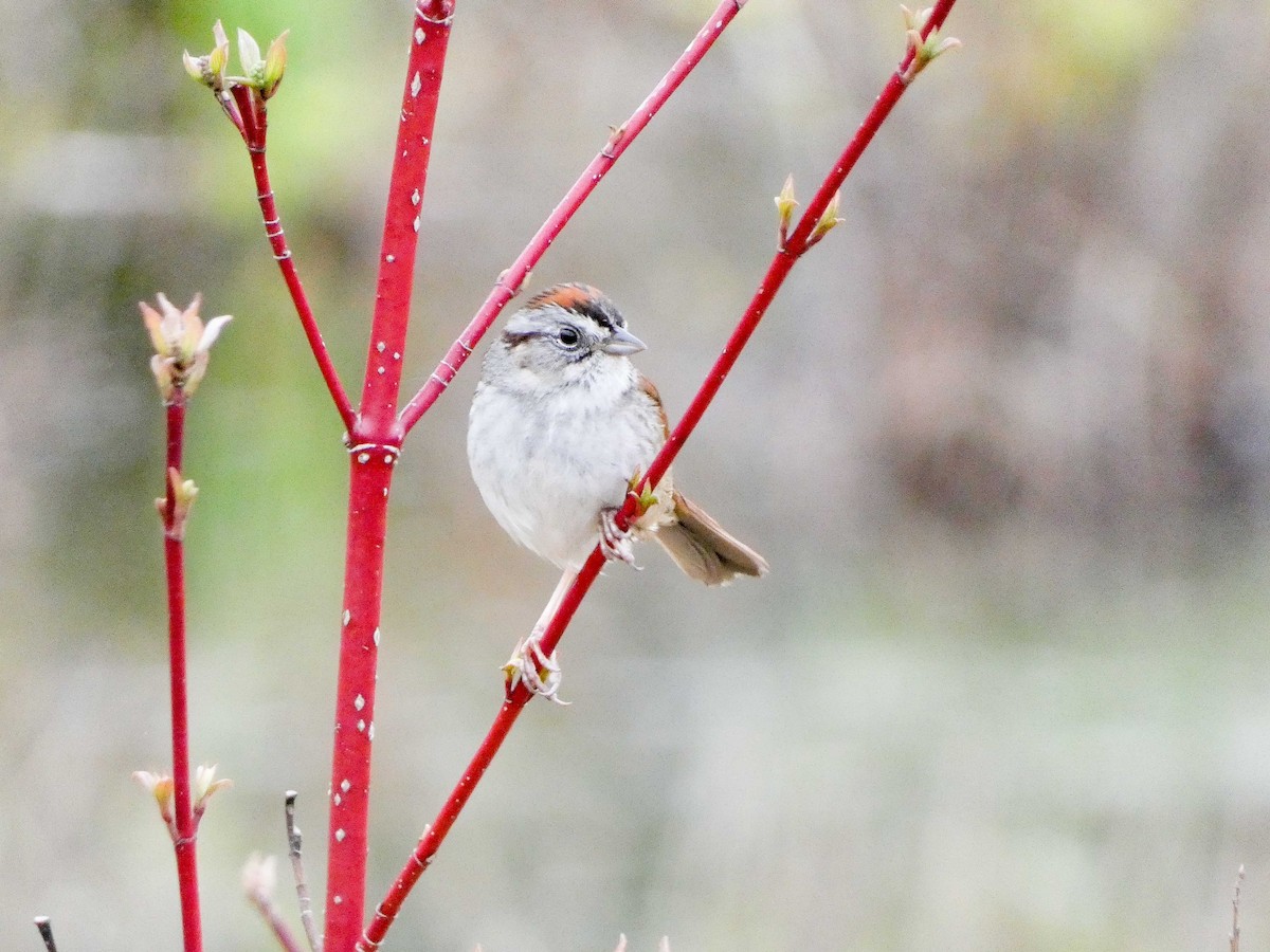 Swamp Sparrow - Larry Morin