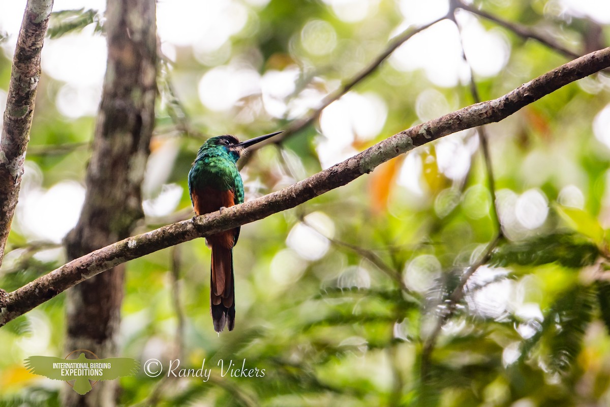 White-chinned Jacamar - ML618320973