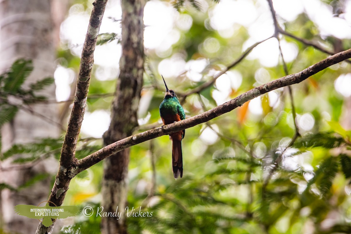 White-chinned Jacamar - ML618320974