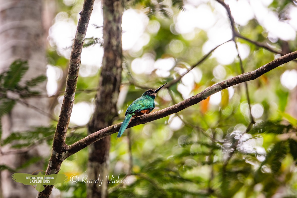 White-chinned Jacamar - ML618320975