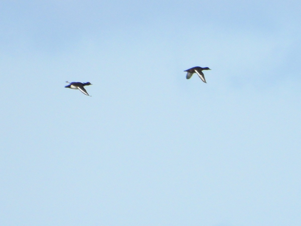 Tufted Duck - ML618321016