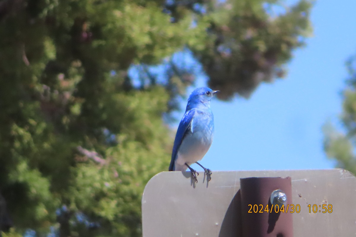 Mountain Bluebird - Mark Holmgren