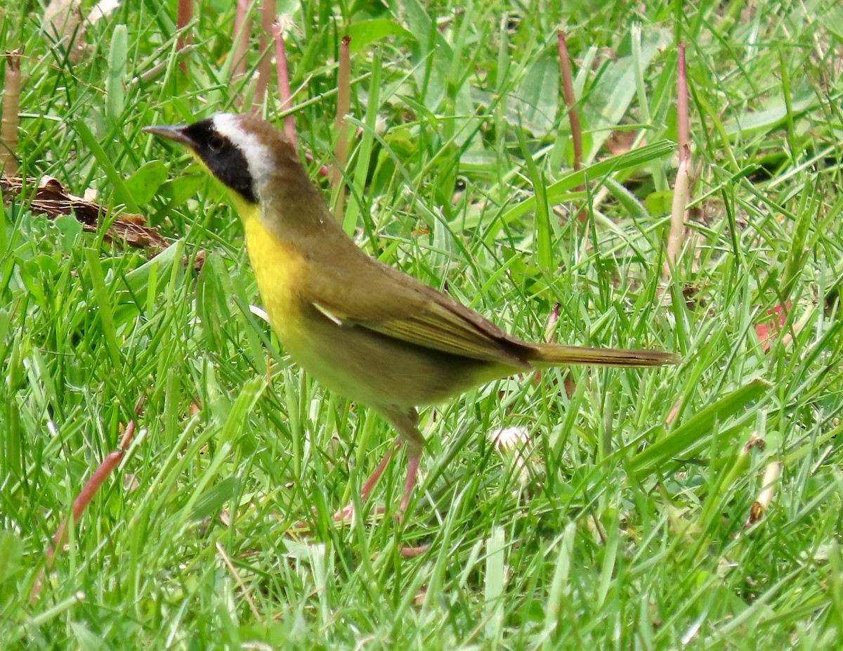 Common Yellowthroat - ML618321037