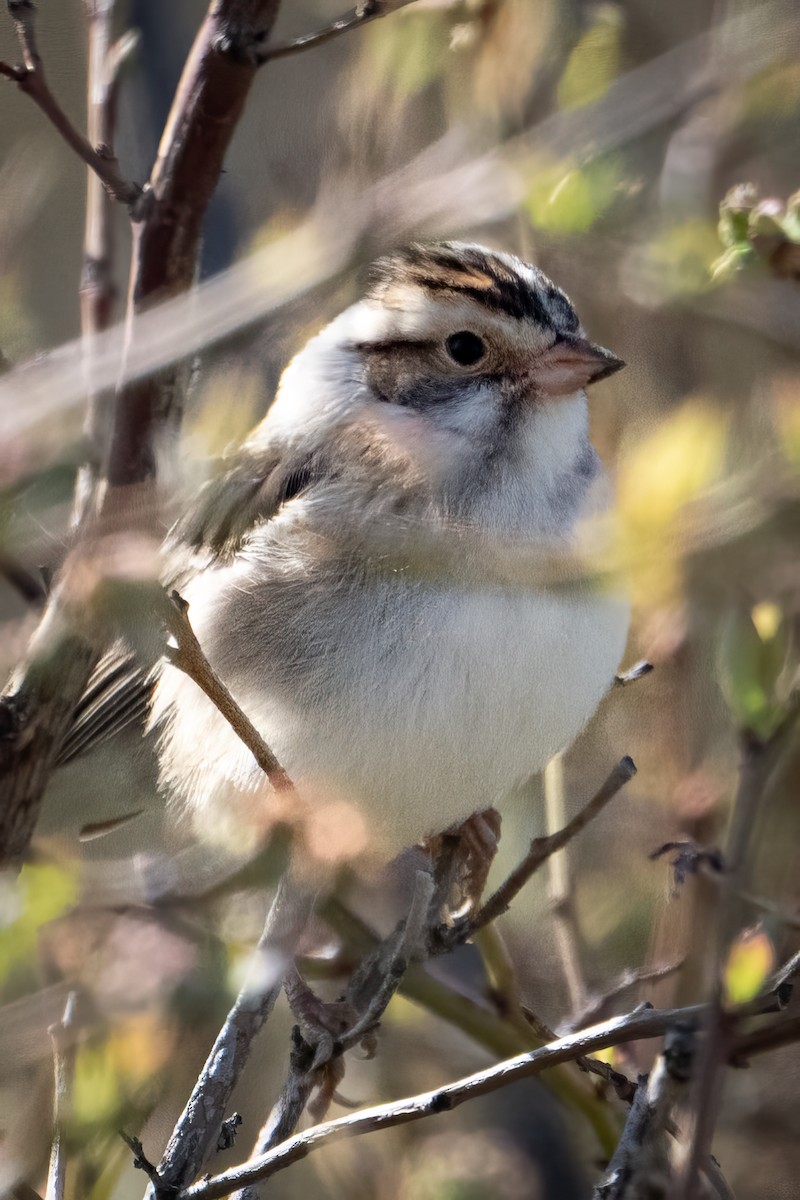 Clay-colored Sparrow - ML618321073