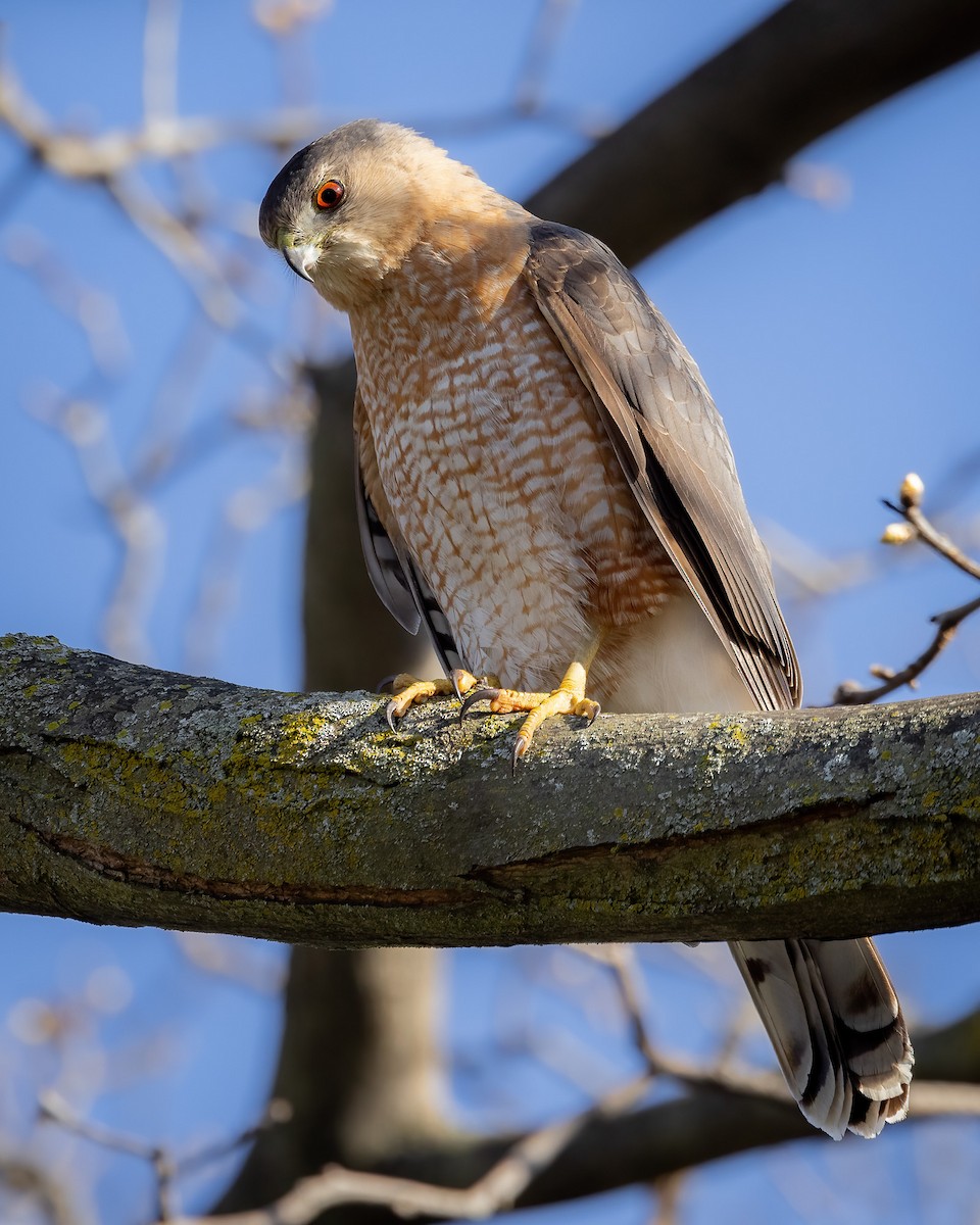 Cooper's Hawk - Derek Spencer