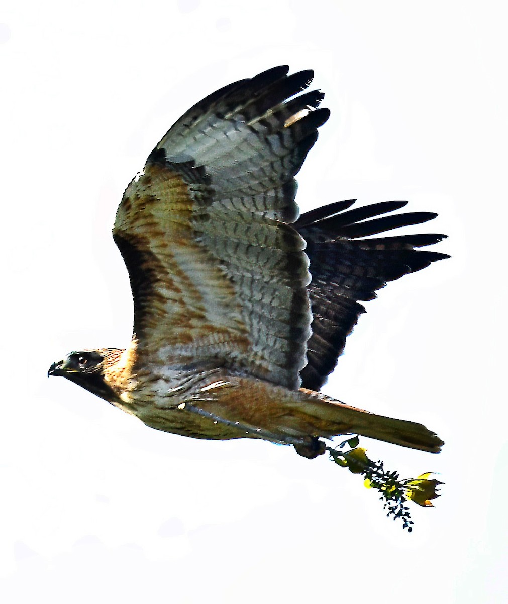 Red-tailed Hawk - Jim Ward