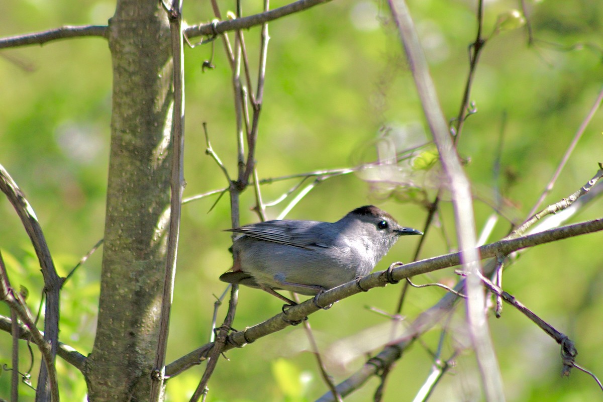 Gray Catbird - ML618321175