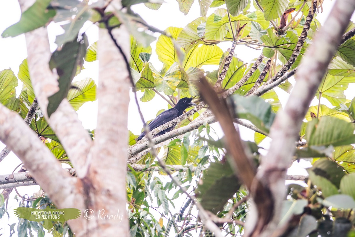 Амазонская зонтичная птица - ML618321231