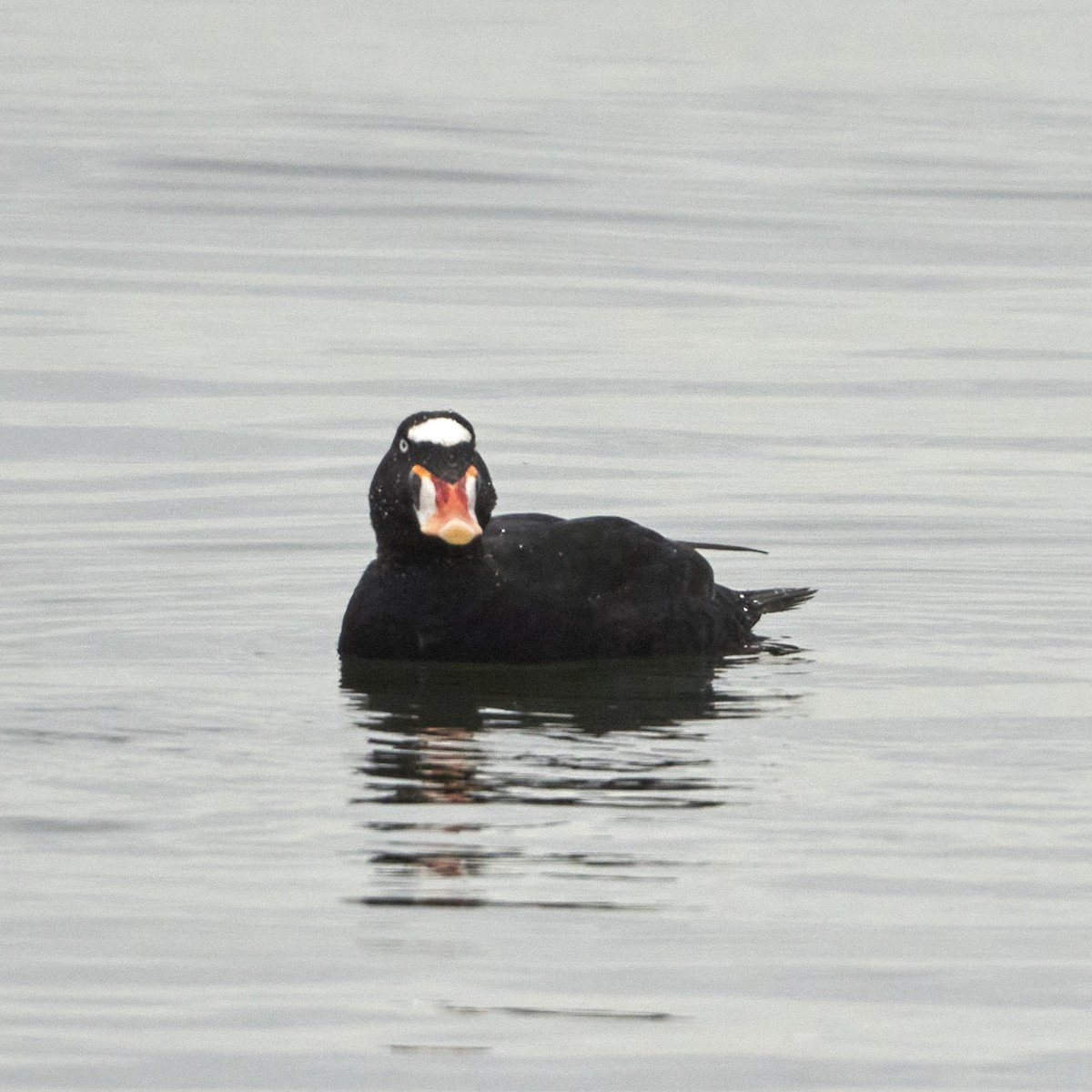 Surf Scoter - Shigure's Admiral