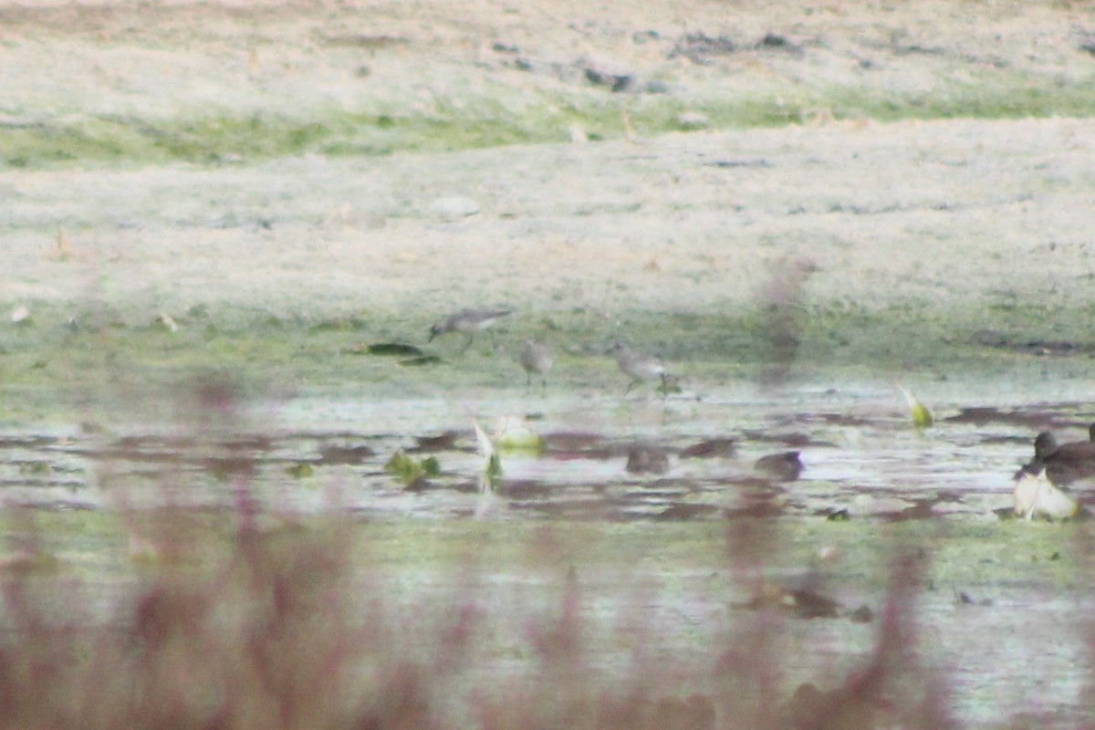 Black-bellied Plover - Sean Cozart