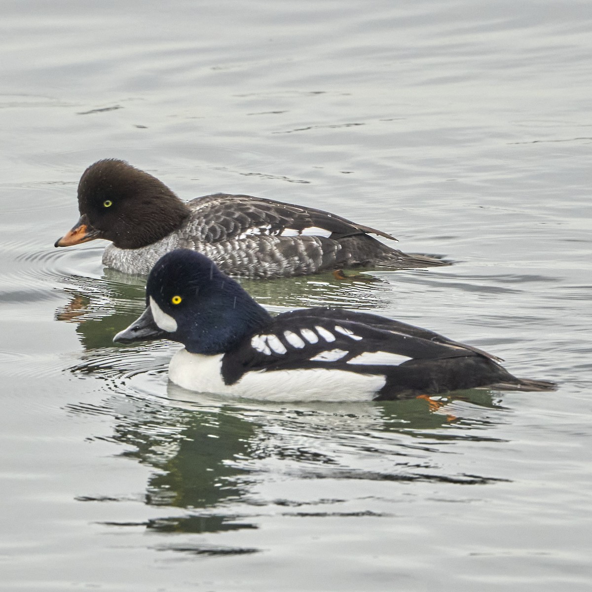 Barrow's Goldeneye - ML618321254