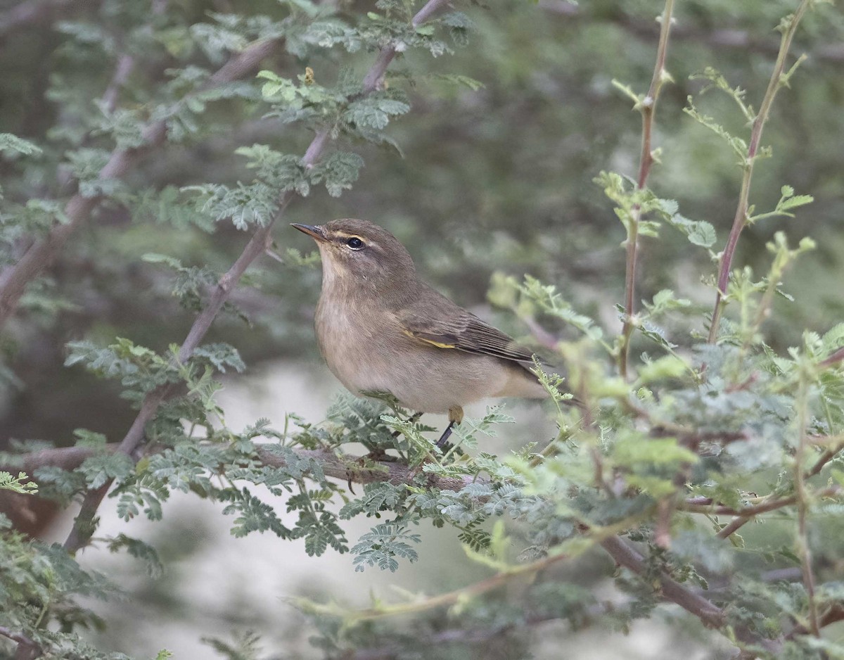 Common Chiffchaff - Huw Roberts