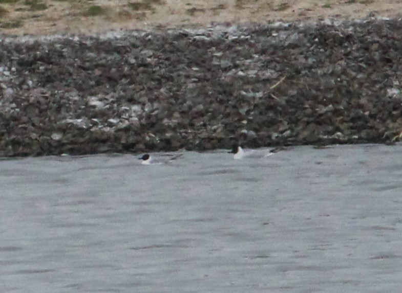 Black-headed Gull - ML618321272