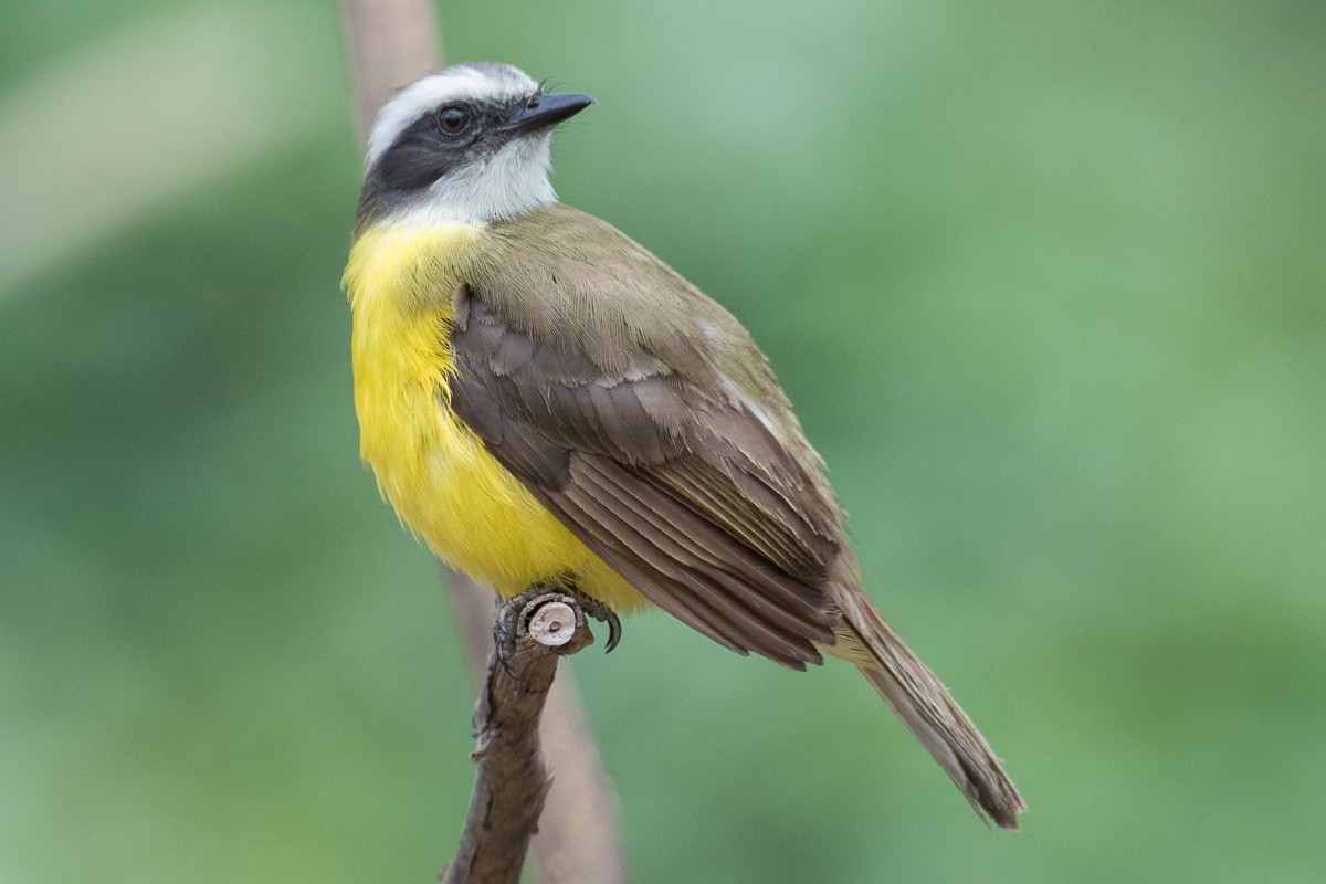 Social Flycatcher - Juan Miguel Artigas Azas