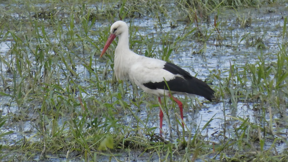 White Stork - Stephan Kienle