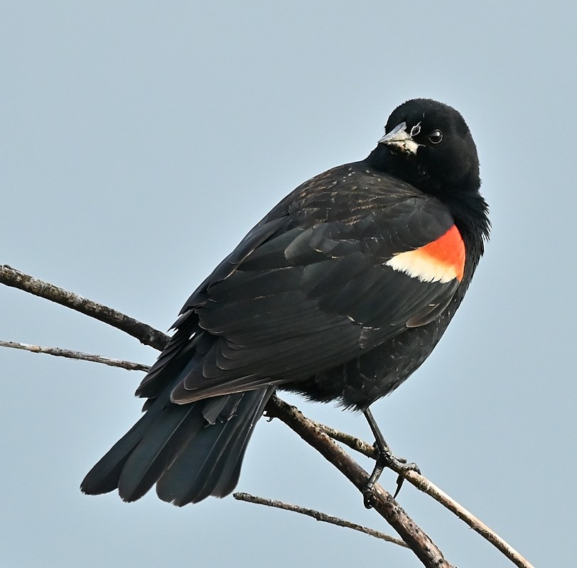 Red-winged Blackbird - Regis Fortin