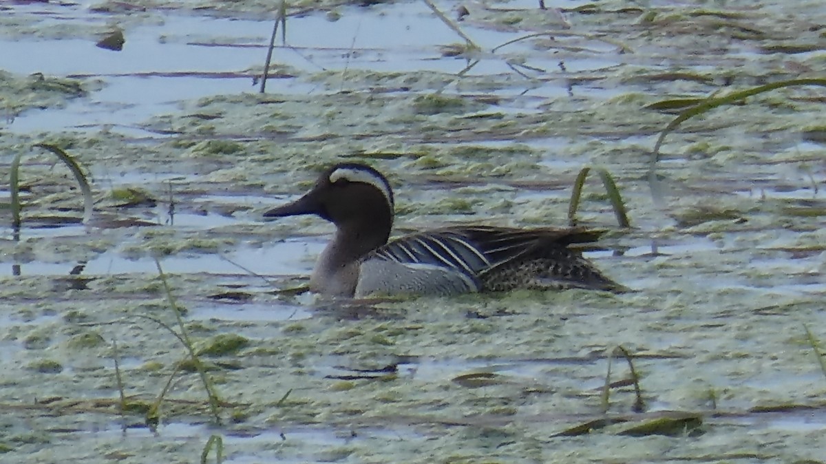 Garganey - Stephan Kienle