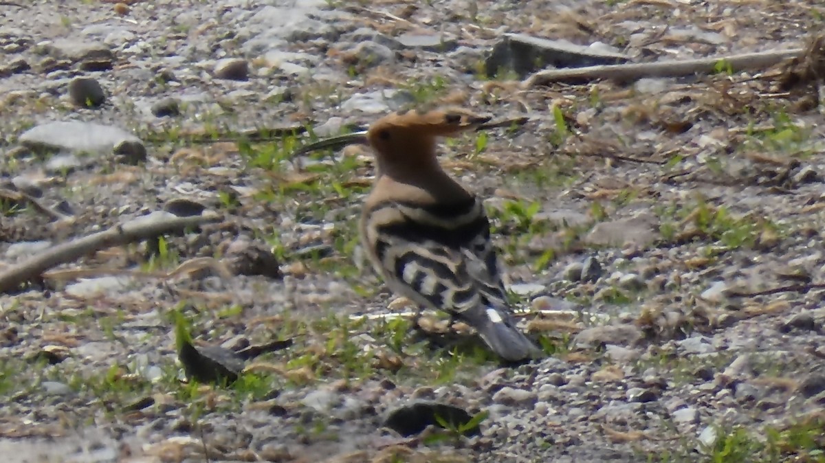 Eurasian Hoopoe - ML618321304