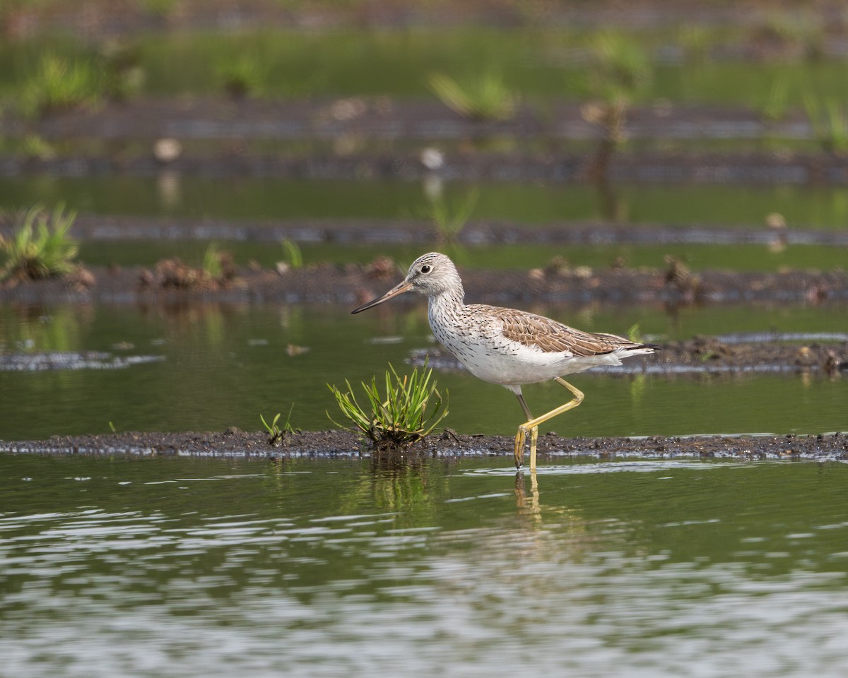 Common Greenshank - ML618321327