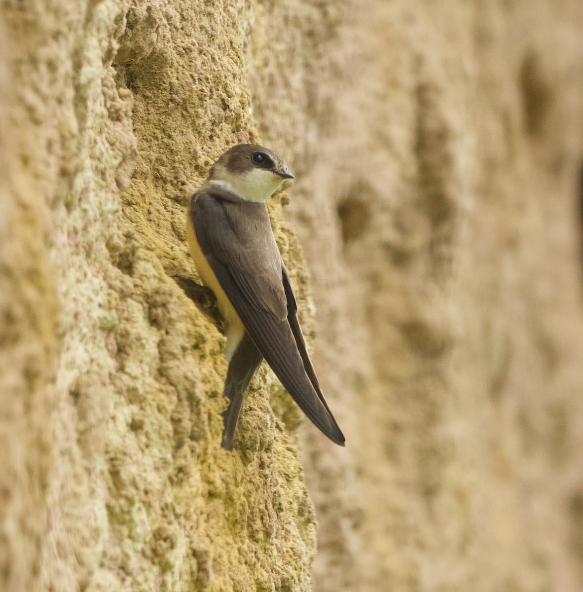 Bank Swallow - ML618321355