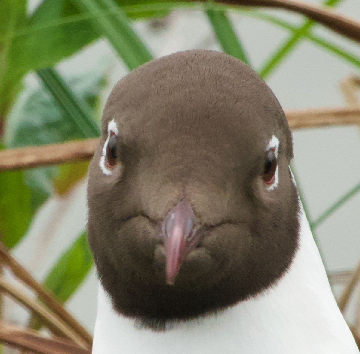 Black-headed Gull - ML618321391