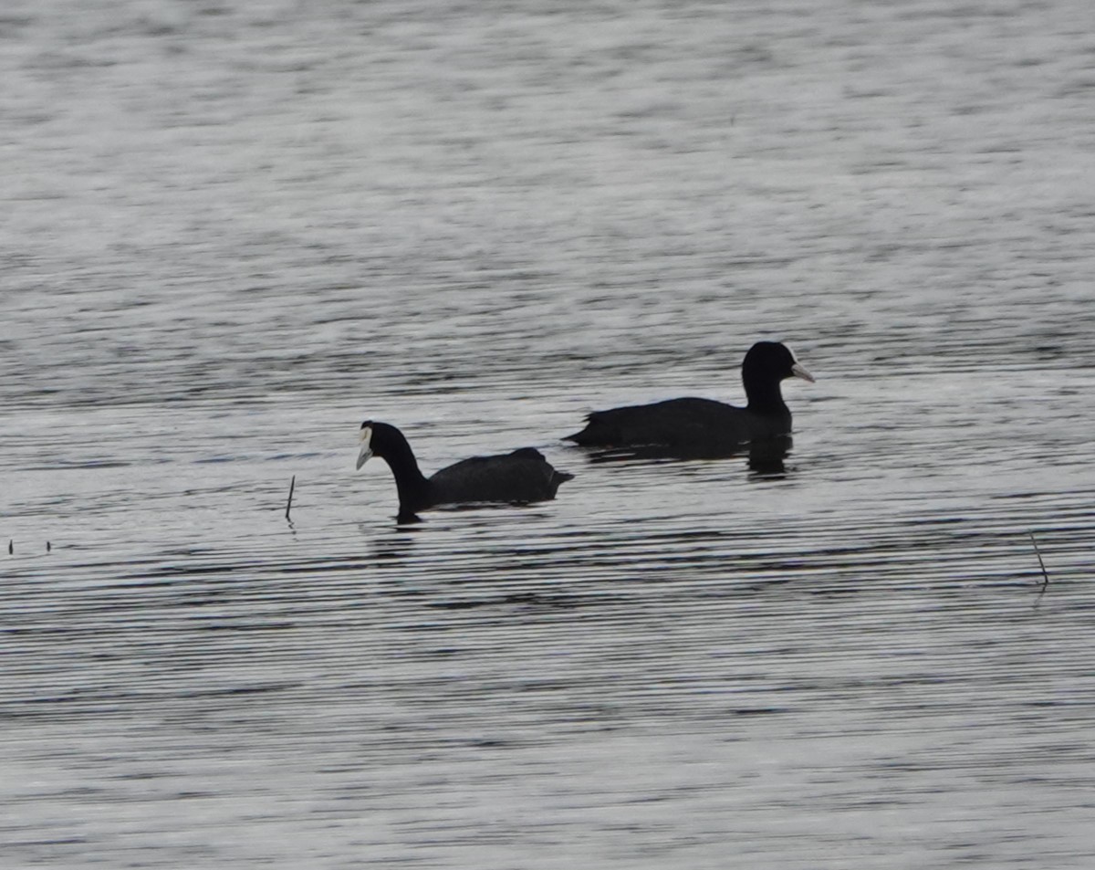 Red-knobbed Coot - ML618321411