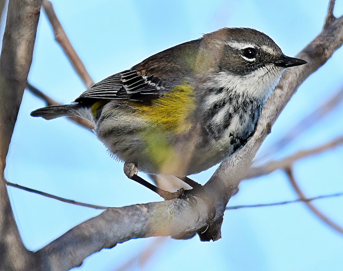 Yellow-rumped Warbler (Myrtle) - Jim Ward