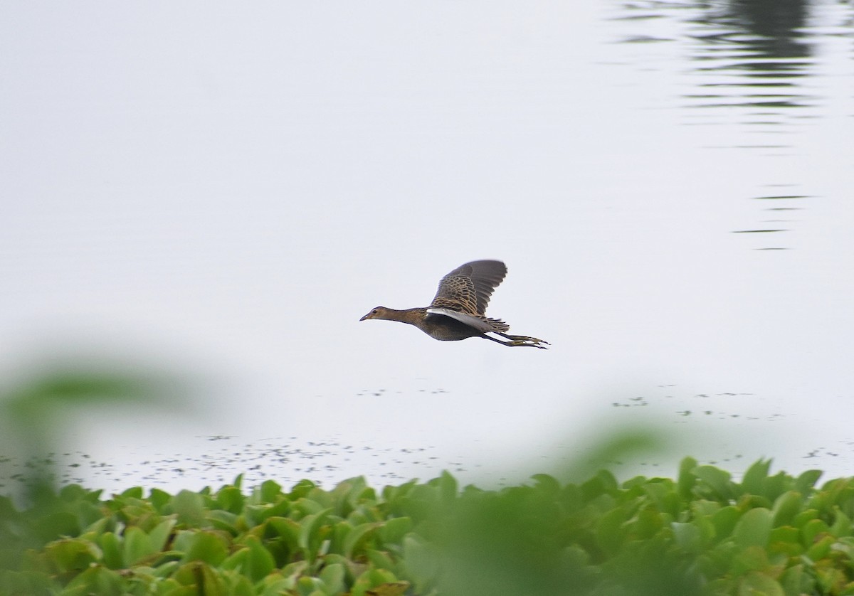 Watercock - Anand Birdlife