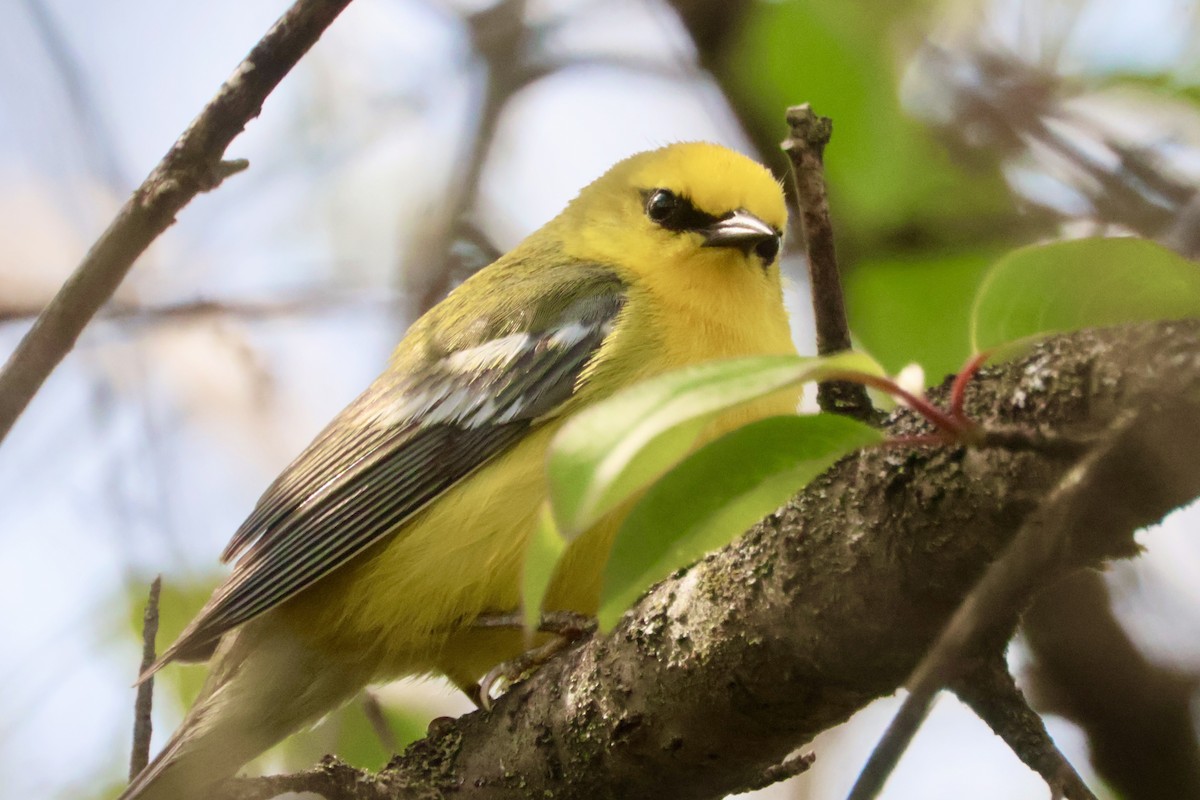 Blue-winged Warbler - Megan Davis