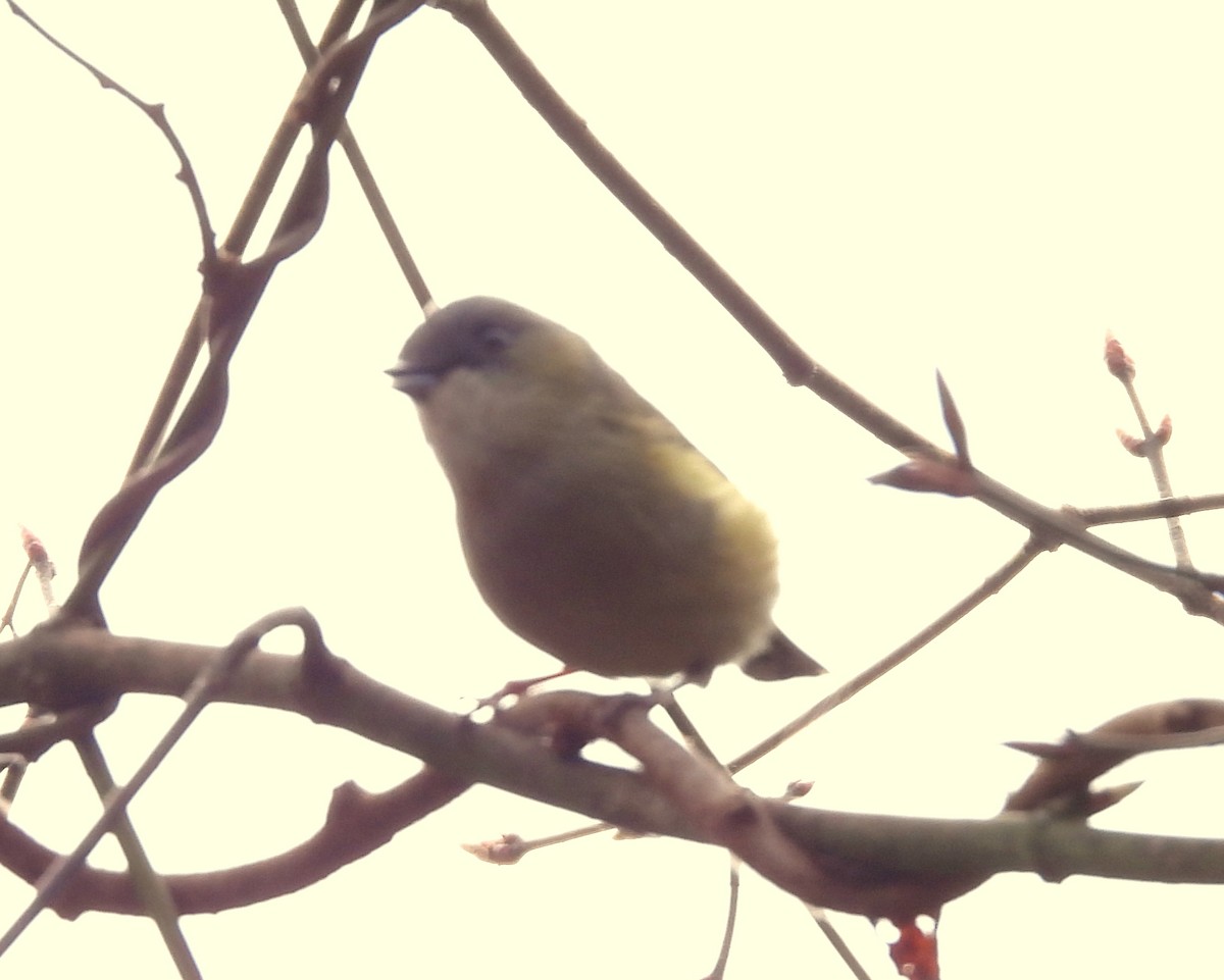 Vireo Alcaudón Verde - ML618321515