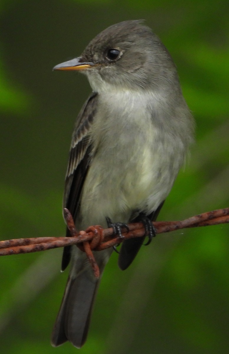 Eastern Wood-Pewee - Jay Huner