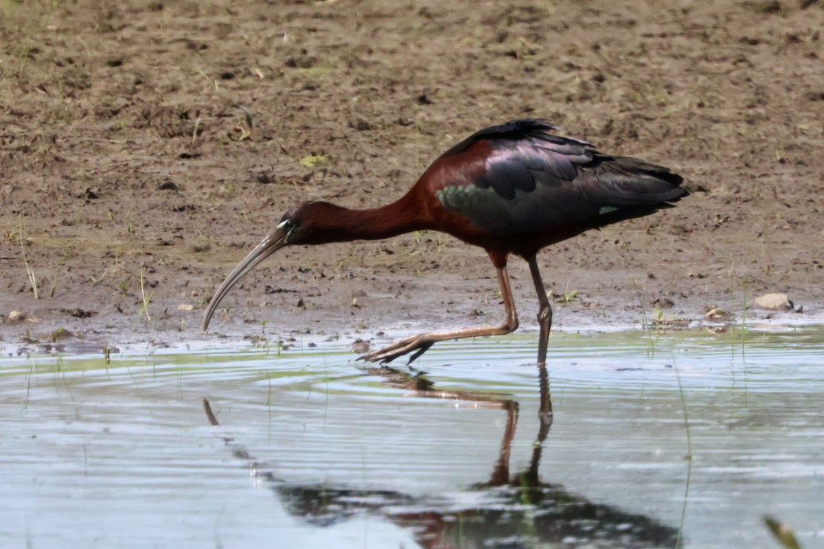 Glossy Ibis - ML618321600