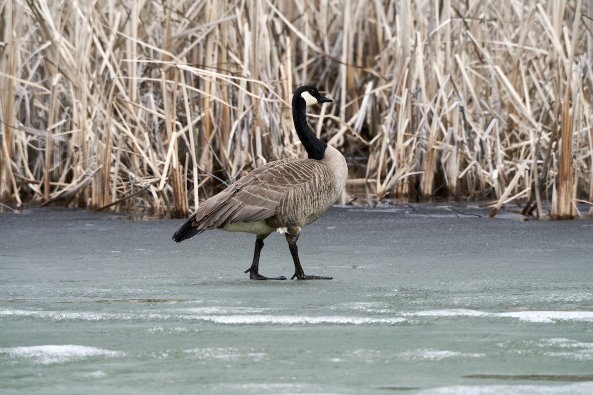 Canada Goose - Shigure's Admiral