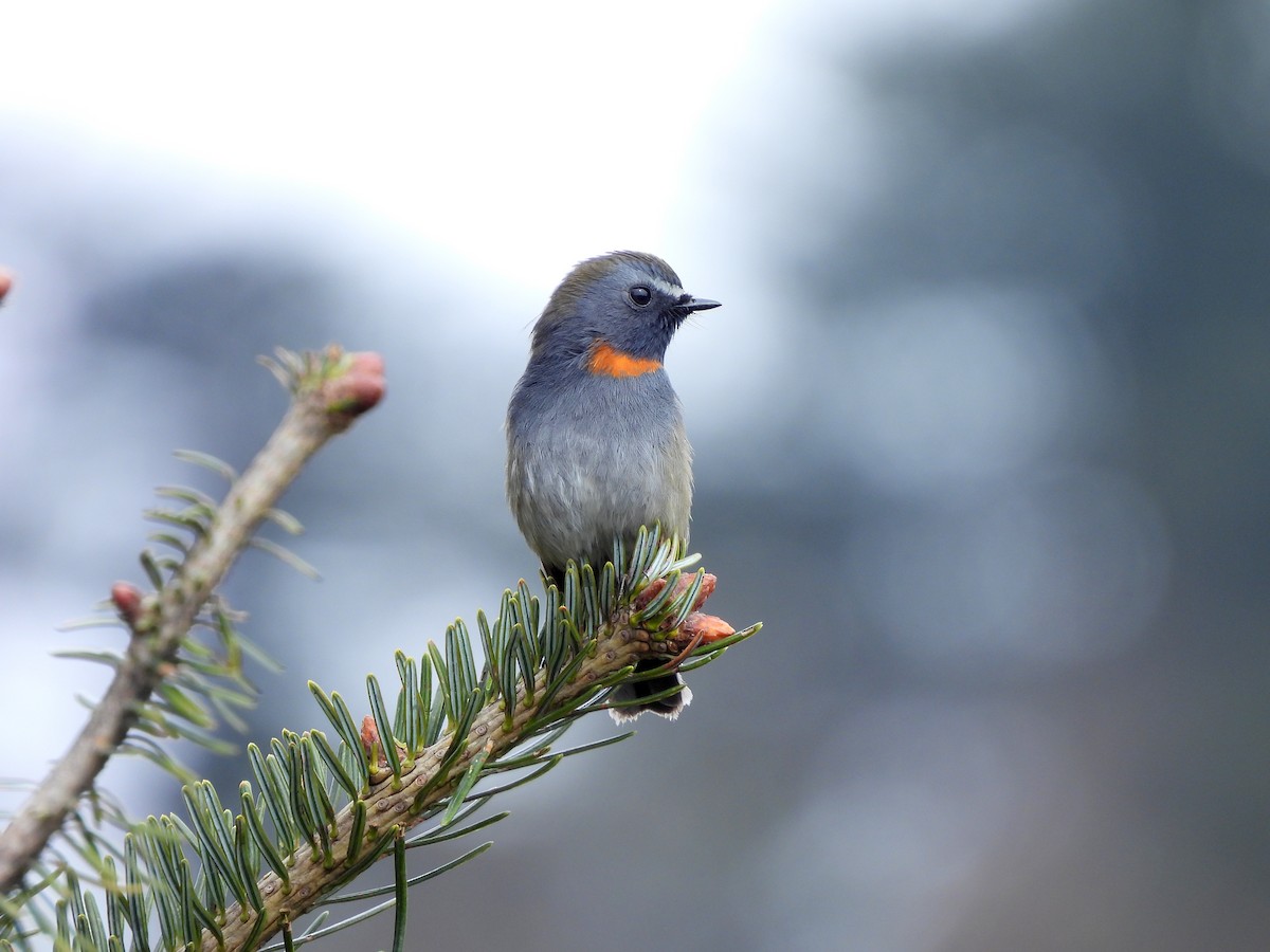 Rufous-gorgeted Flycatcher - Madhu Gupta