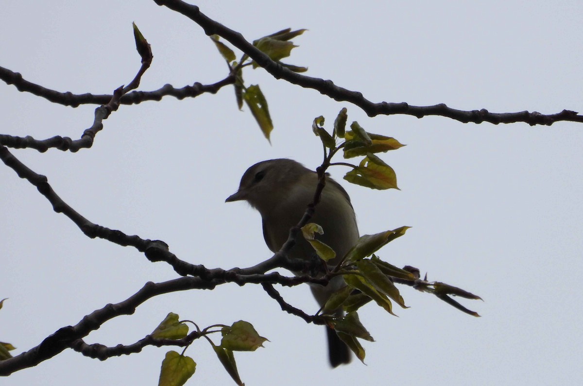 Warbling Vireo - Marc Belliard