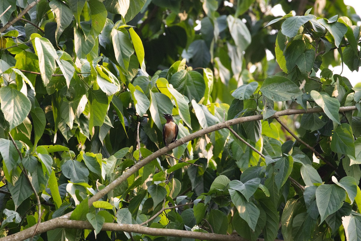 Spot-winged Starling - Kumar RR