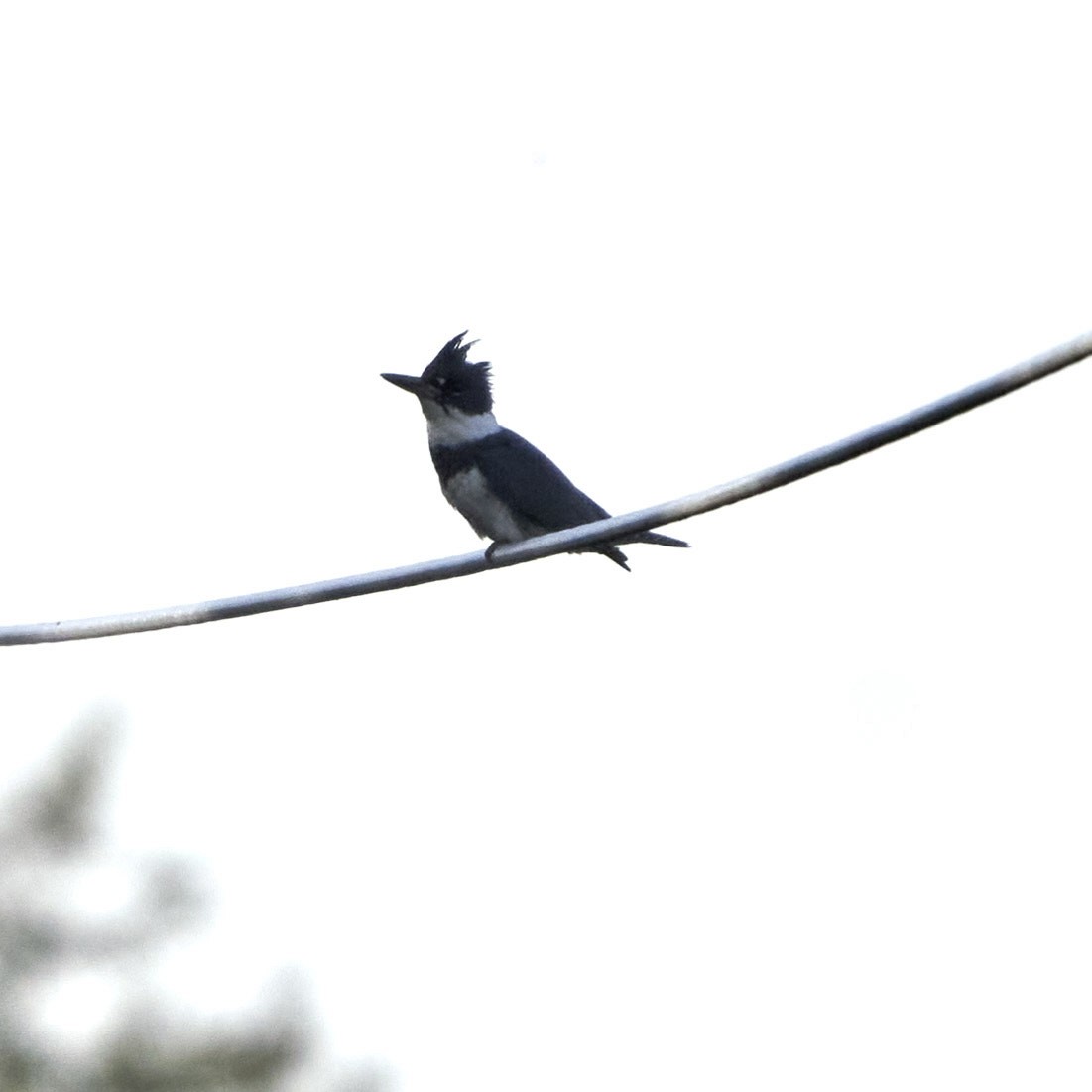 Belted Kingfisher - ML618321784
