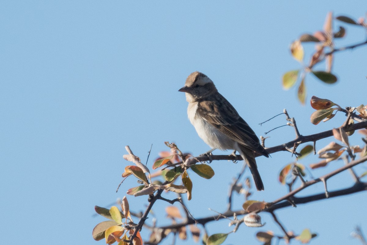 Yellow-throated Bush Sparrow - Ross Bartholomew