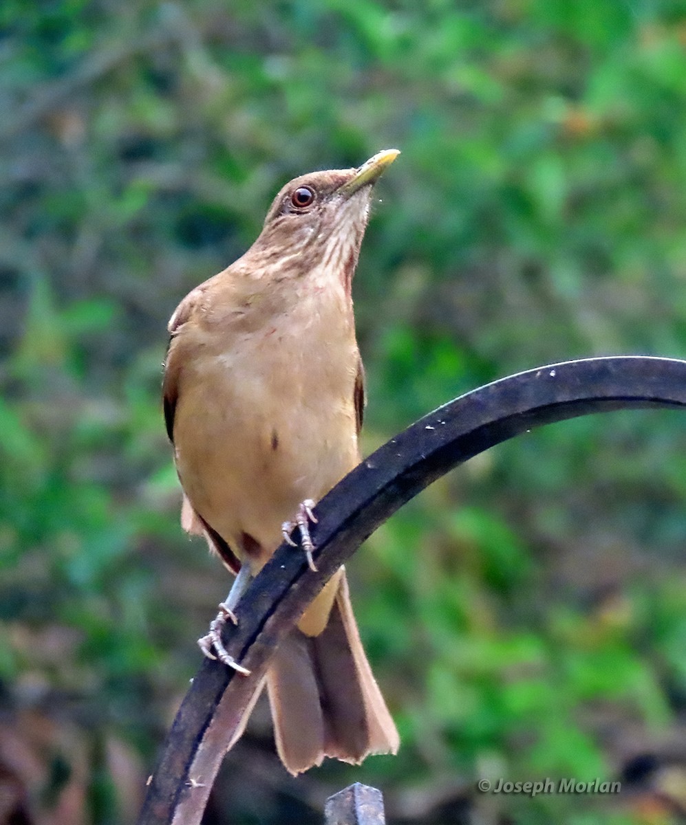 Clay-colored Thrush - Joseph Morlan