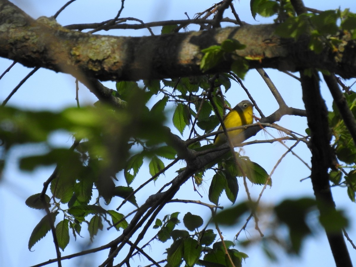 Nashville Warbler - Eric  Liebold