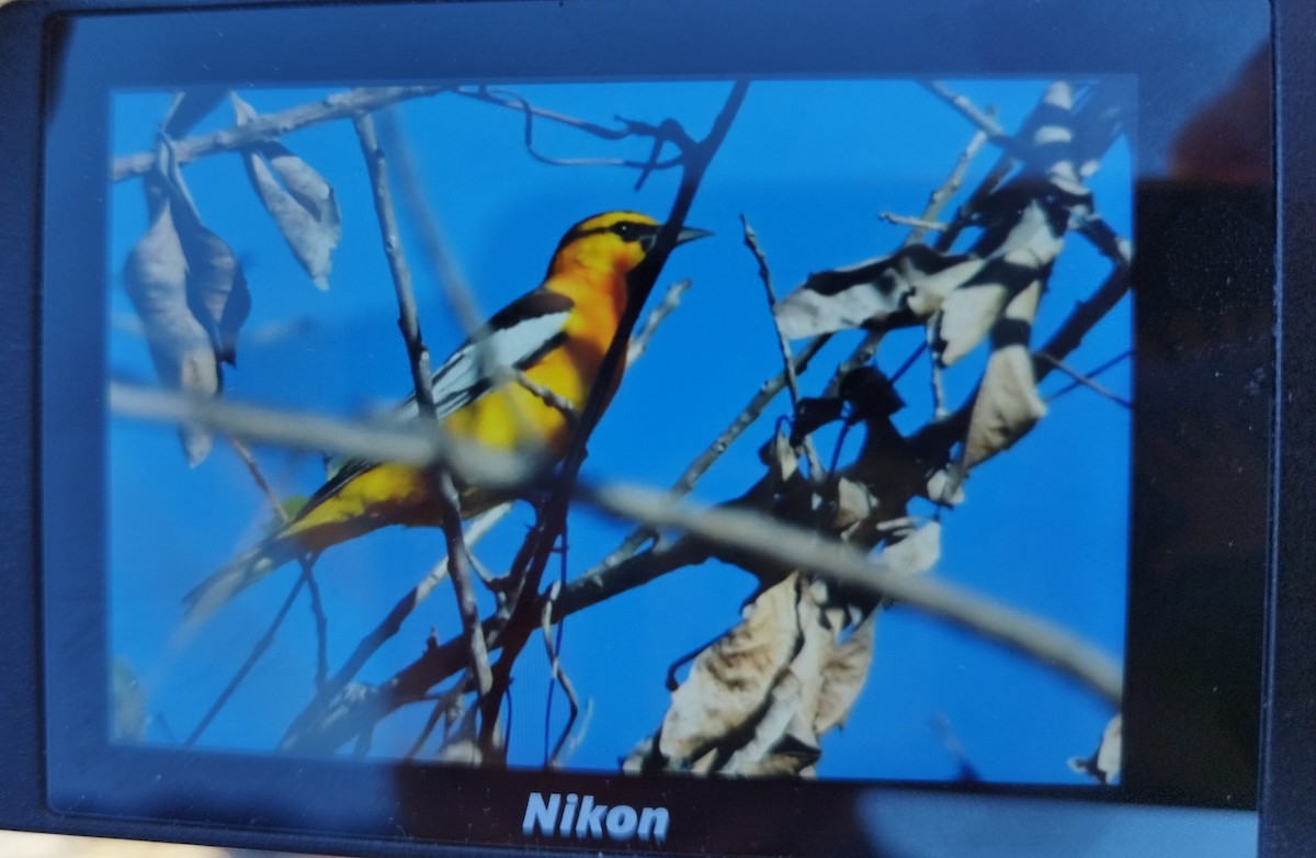 Bullock's Oriole - ML618321886