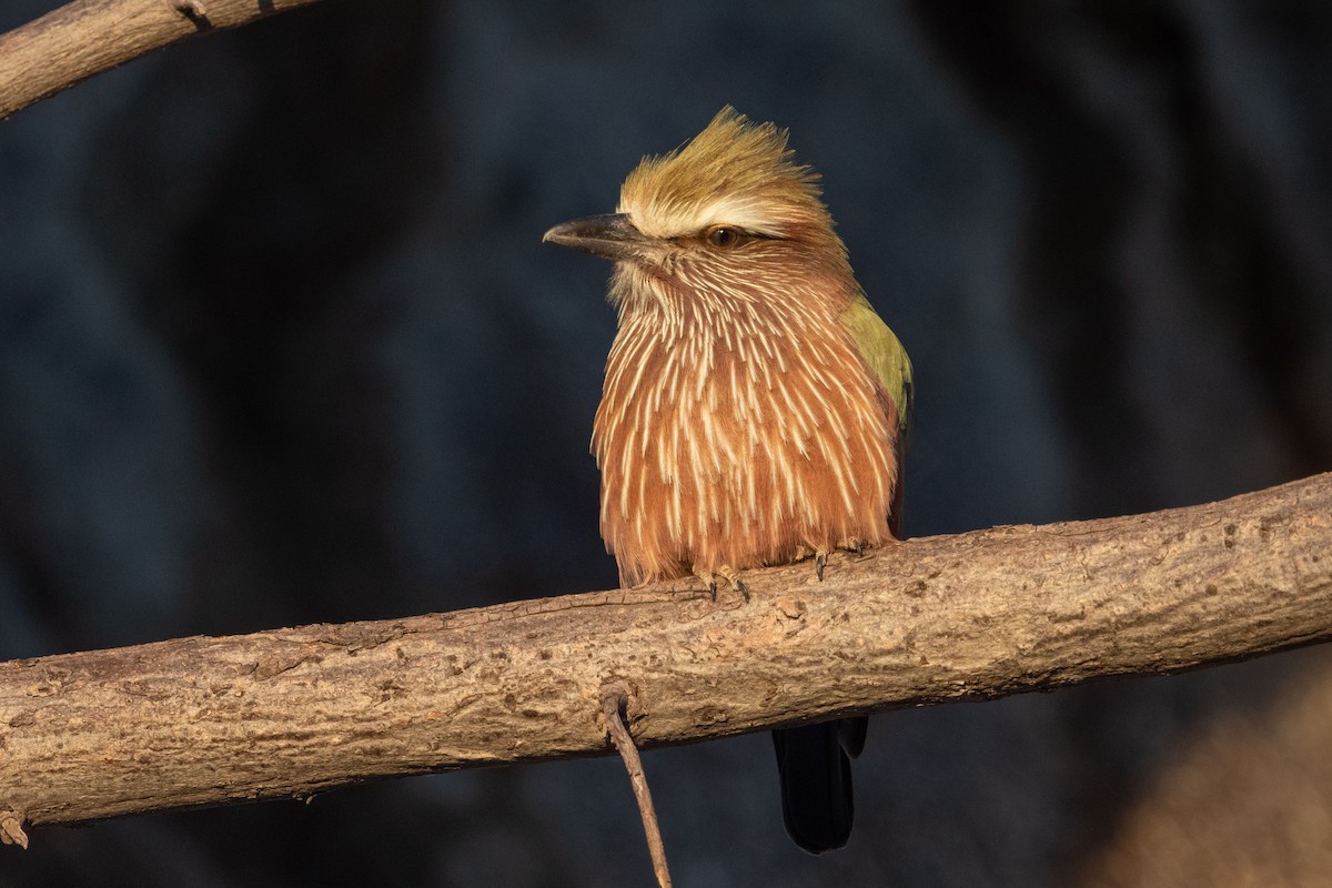 Rufous-crowned Roller - Ross Bartholomew