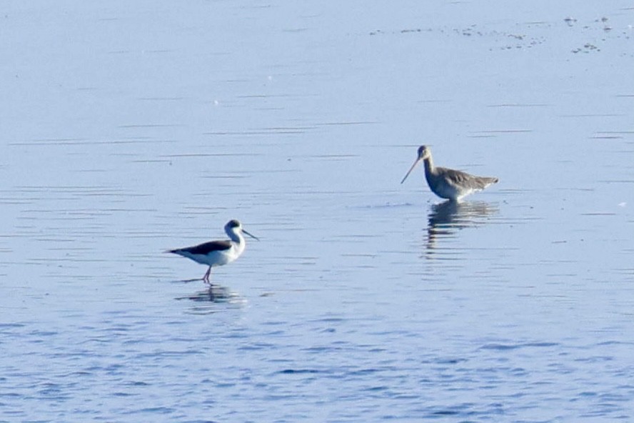 Black-winged Stilt - ML618321894