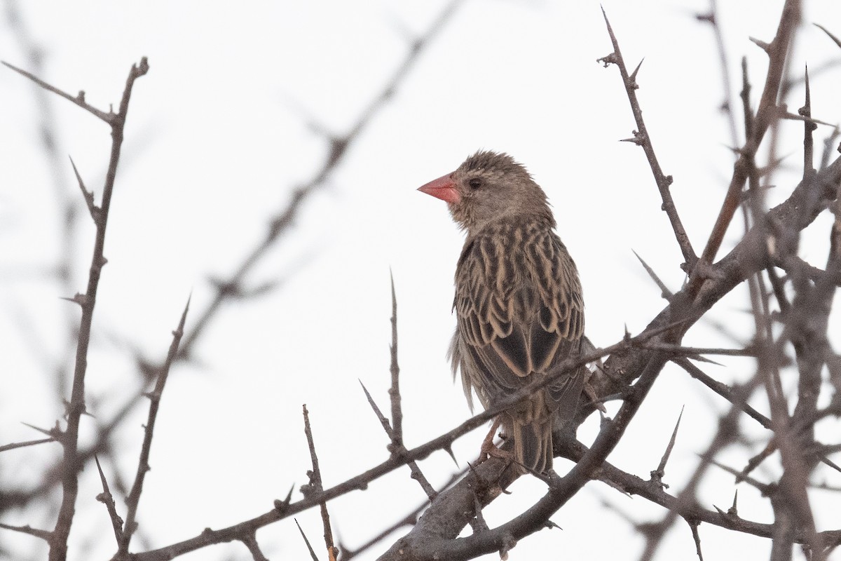 Red-billed Quelea - Ross Bartholomew