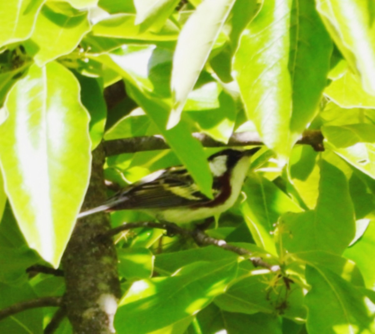 Chestnut-sided Warbler - Jeremy Dotson