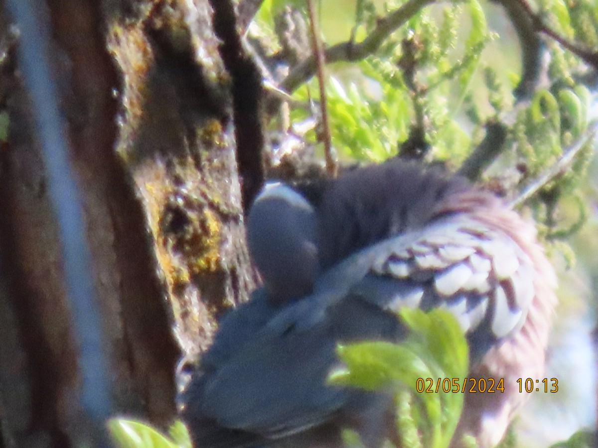 Band-tailed Pigeon - Neldon Kunz