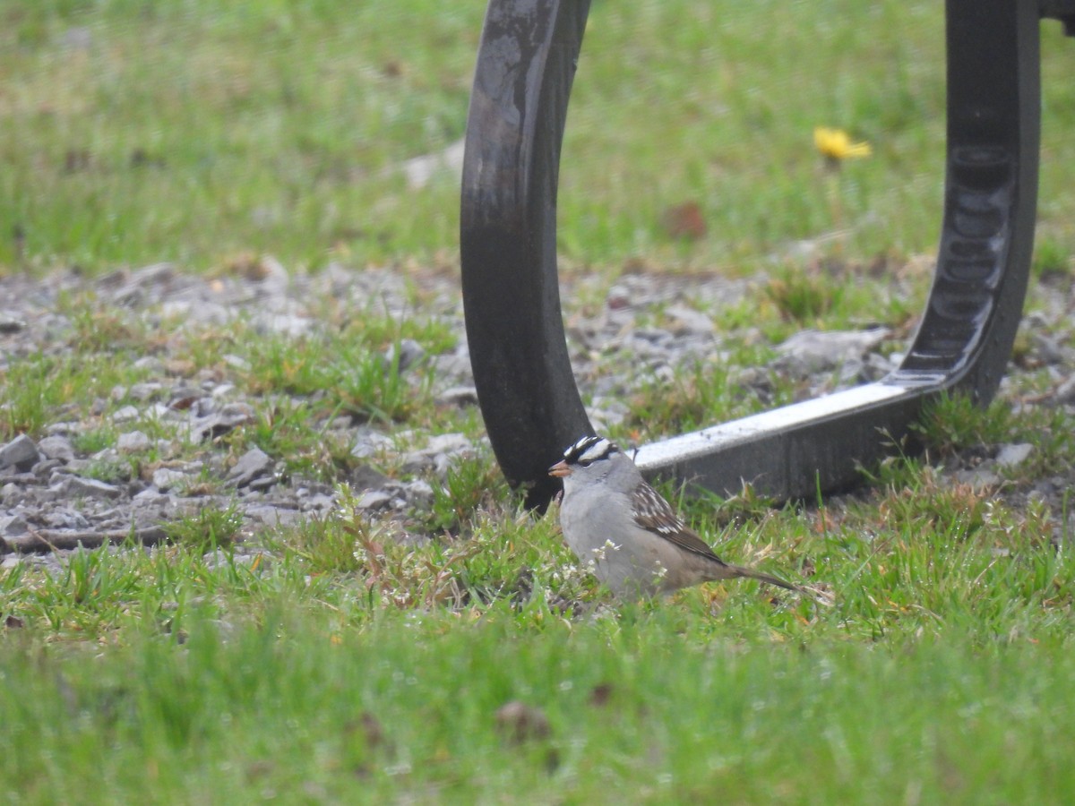 White-crowned Sparrow - Jay Solanki