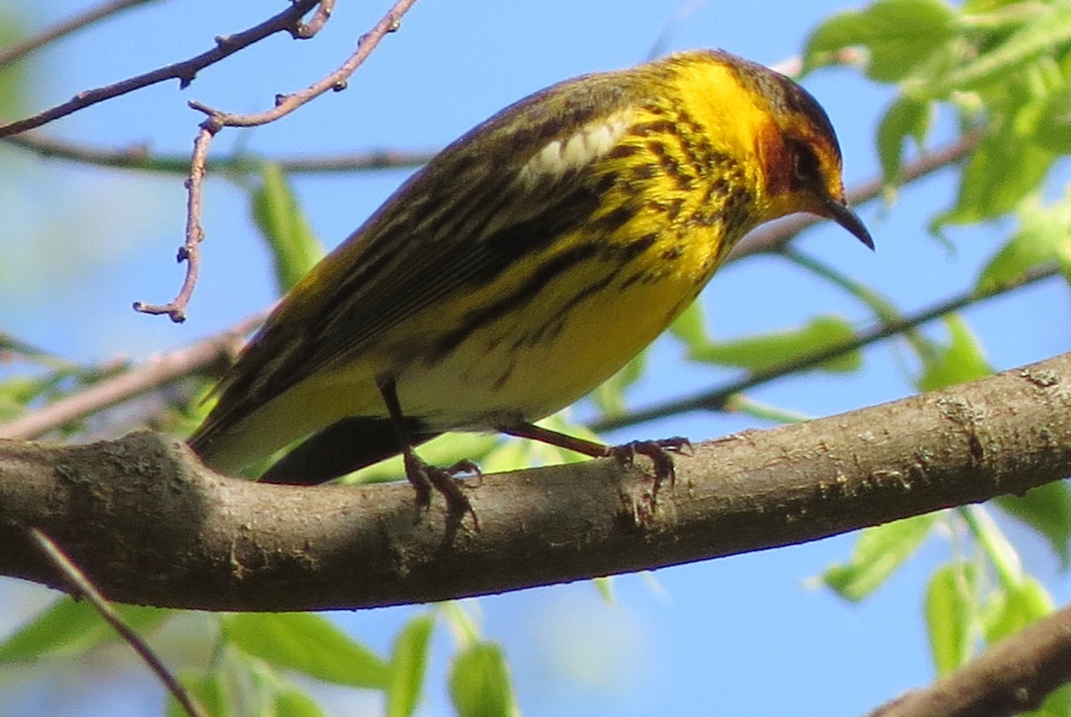 Cape May Warbler - ML618321987